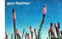 The Eureka wildflower is a maintenance-free plant that can grow up to five feet tall.